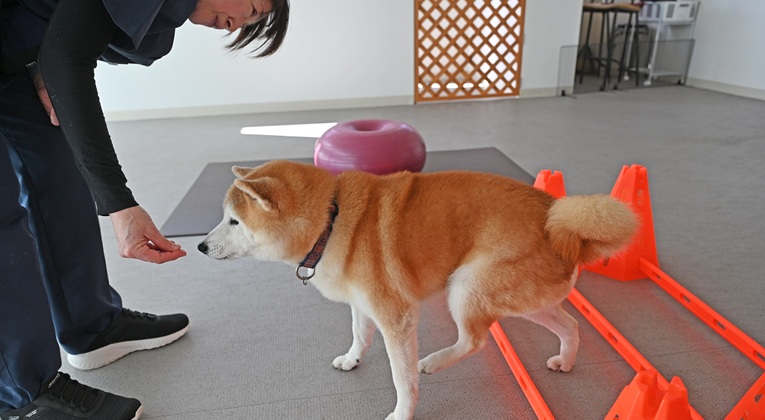 リハビリテーション科