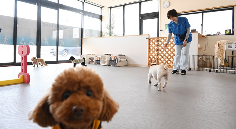犬のほいくえん